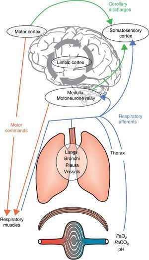 Integrative mechanisms underlying dyspnoea. Respiratory command derives from inputs from both the motor cortex and the medulla. These commands are integrated at the spinal level and transmitted to the muscular effectors of the respiratory system. The subsequent activation of the respiratory muscles will generate afferent inputs that are fed back to the respiratory command centres and the somatosensory cortex. The comparison of the corollary discharge and the ensuing afferent feedback may cause a mismatch, and dyspnoea will occur when a negative affective sensation is attributed to this mismatch by the limbic cortex, which will also be influenced and modulated by memory and the prevailing environment. Adapted from Laviolette L, Laveneziana P. The European Respiratory Journal. June 2014;43(6):1750–1762, with permission.
