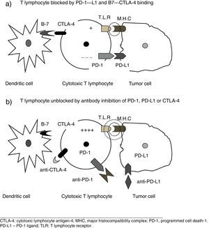 Immune checkpoint inhibitor mechanisms of action.