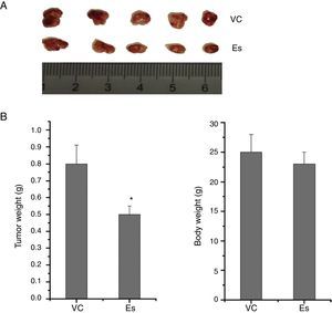 Esculetin treatment suppressed the growth of LLC-derived tumors. LLC cells were subcutaneously inoculated in the right inguinal region of BALB/c mice at the number of 1×106 each, which was followed by daily Es treatment at the dose of 100mg/kg bw or PBS vehicle (VC) treatment for 20 days. Tumors were dissected at the end of the experiments (A) and the tumor weight was measured (B). Body weight was measured prior to tumor dissection (B). Data were expressed as mean±S.E.M. (n=6 in each group). *Compared to that from PBS vehicle-treated LLC cells, *P<.05.