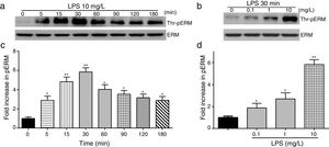 LPS induces dose and time-dependent changes in threonine phosphorylation of ERM in PMVECs. (a) Time-dependent changes in threonine phosphorylation of ERM induced by 10mg/L LPS and relative expressions from the Western Blotting (c). (b) Dose-dependent changes in threonine phosphorylation of ERM following LPS treatment for 30min and relative expressions from the Western Blotting (d). Data were presented as the mean±SD. N=6, *P<0.05, **P<0.01 vs. untreated control or the beginning time.