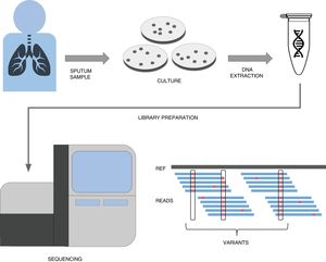 A simplified workflow for WGS in tuberculosis. After sample collection from the patient, usually a sputum, bacteria are cultured in plates during 3–4 weeks until their number is sufficient enough to obtain a good amount of DNA through extraction. This DNA then undergoes a library preparation protocol until it is ready for the Illumina sequencing platform of choice. The final bioinformatic analysis usually consists on mapping the obtained reads to a reference sequence and calling variants. If these variants are present in resistance databases, predictions are generated for the isolate.