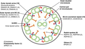 Cross-sectional diagram of a respiratory cilium showing its structural components and genes in which variants have been found. The number of patients with variants in each gene is shown in parentheses. N-DRC: nexin-dynein regulator complex; Outer dynein arm-DC: outer dynein arm docking complex.