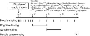 Overview of study design. Cognitive testing: executive functioning and psychomotor speed. Questionnaires: physical activity, mood status, dietary recall. Muscle dynamometry: upper and lower limb muscle strength.