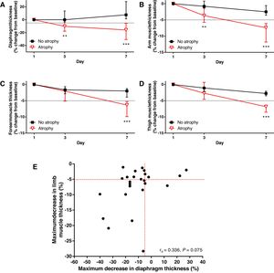 (A) Change in diaphragm thickness over time in subjects with and without diaphragmatic atrophy. (B–D) Change in mid-upper arm (B), mid-forearm (C) and mid-thigh (D) muscle thickness over time in subjects with and without limb muscle atrophy. (E) Relationship between maximum decrease in diaphragm and limb muscle thickness. Dashed lines represent the cutoff change in muscle thickness to define atrophy (−5% from baseline). Symbols and bars in A–D represent median and 25th–75th percentiles. **=P≤0.01, ***=P<0.001, between groups at selected time points. rs=Spearman