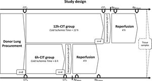 Study design. This study was comprised of 2 groups (n=4 each). Swine donor lungs were preserved at 4°C for 12h in the 12h-CIT group, and for 6h in the 6h-CIT group, respectively. The left lungs were transplanted and reperfused for 4h. Lung tissue samples were collected at different timepoints as follows: (i) CIT0: at the beginning of the CIT, (ii) CIT1: at the end of the CIT; (iii) Rp30min: 30min after the reperfusion of the left LT; (iv) Rp4h: 4h after the reperfusion of the left LT. CIT: cold ischemia time; LT: lung transplant.
