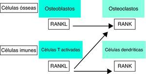 Osteoimunologia: a interface entre osso e sistema imune. RANKL - ligante do receptor activador do factor nuclear kappa Beta, RANK - receptor activador do factor nuclear kappa Beta. (Adaptado de Cohen MMJr 2006)15.