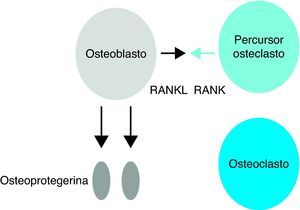 Acção da osteoprotegerina – inibição da diferenciação dos osteoclastos. RANKL - ligante do receptor activador do factor nuclear kappa Beta, RANK - receptor activador do factor nuclear kappa Beta. (Adaptado de Cohen MMJr 2006)15.