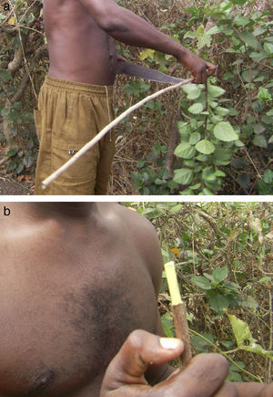 Preparação e utilização de um miswak por um habitante da Roça do Canavial: a) Colheita da planta; b) Preparação do caule da planta.