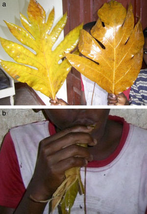 Preparação e utilização de uma folha de fruteira para realização da higiene oral: a) Folha de fruteira; b) Utilização da folha de fruteira.