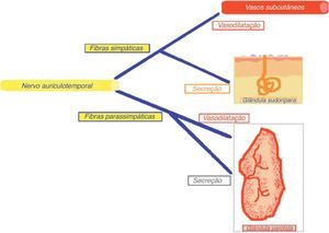 Fibras eferentes (simpáticas e parassimpáticas pós-ganglionares) do nervo auriculotemporal.