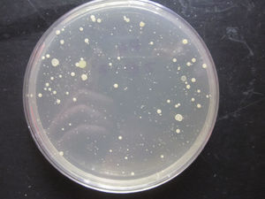 Placa de petri correspondente a um controlo positivo, 4 dias após inoculação.