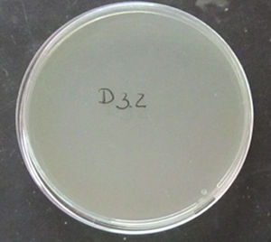 Placa de petri correspondente a descontaminação com desinfetante, 4 dias após inoculação.