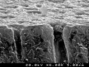SEM representative image illustrating the “conditioned” dentin after treatment with Clearfil™ Protect Bond primer (cross-sectional view; 6000×).