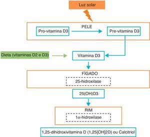 Metabolismo da vitamina D. Adaptado de N Engl J Med 2011;364:248-54.