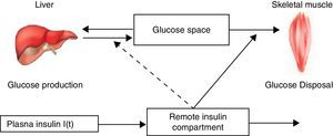 Schematic equations and parameters for the minimal model of glucose metabolism. Differential equations describing glucose dynamics [G(t)] in a monocompartmental “glucose space” and insulin dynamics in a “remote compartment” [X(t)] are shown at the top. Glucose leaves or enters its space at a rate proportional to the difference between plasma glucose level, G(t) and the basal fasting level, Gb. In addition, glucose also disappears from its compartment at a rate proportional to insulin levels in the “remote” compartment [X(t)]. In this model, t – time; G(t) – plasma glucose at time t; I(t) – plasma insulin concentration at time t; X(t) – insulin concentration in “remote” compartment at time t; Gb – basal plasma glucose concentration; Ib – basal plasma insulin concentration; G(0) – G0 (assuming instantaneous mixing of the iv glucose load); p1, p2, p3 and G0 – unknown parameters in the model that are uniquely identifiable from FSIVGTT; glucose effectiveness (SG) – p1 and insulin sensitivity – p3/p2.