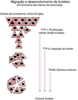 Principais genes envolvidos no desenvolvimento e migração da glândula tiroideia. A partir do estudo de doentes afetados por mutações destes genes de fatores de transcrição foi possível estabelecer a sua influência em cada um dos eventos representados. O Thyroid Transcription Factor 1 (TTF‐1) participa nos estadios iniciais da organogénese da glândula tiroideia, inibindo a apoptose e controlando a sobrevivência das células percussoras. O Thyroid Transcription Factor 2 (TTF‐2) promove a migração destas células. O Paired box 8 gene (PAX8) possui um papel fundamental na cascata reguladora da diferenciação funcional das células foliculares tiroideias.