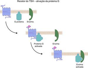 O recetor do TSH uma vez ativado liga‐se à proteína G, que por sua vez ativa a cascata enzimática que culmina com o aumento dos níveis intracelulares de AMPc, bem como de fosfolípidos. O TSH influencia não só a produção de hormonas tiroideias, mas também o crescimento e diferenciação da glândula (TSH: Thyroid Stimulating Hormone).