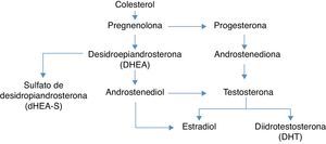 Formação das hormonas esteroides a partir do colesterol.