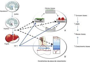 Efeito da somatotropina (GH)/IGF‐1 no metabolismo ósseo. A – A somatotropina estimula os precursores dos osteoblastos; esta hormona e o IGF‐1 estimulam a proliferação e atividade dos osteoblastos, resultando na formação de novo osso. A somatotropina pode estimular ou inibir o recrutamento dos precursores dos osteoclastos; o IGF‐1 estimula também o recrutamento e atividade dos osteoclastos, resultando em reabsorção óssea. Portanto, o efeito da somatotropina e IGF‐1 é promover o turnover ósseo. B – A somatotropina estimula a proliferação dos condrócitos e dos seus precursores. O IGF‐1 estimula a divisão e atividade das células proliferativas. Portanto, o outro efeito da somatotropina e do IGF‐1 é estimular o crescimento ósseo, contribuindo para o aumento da massa óssea. Adaptado de: Olney30. GHRH: growth hormone releasing hormone.