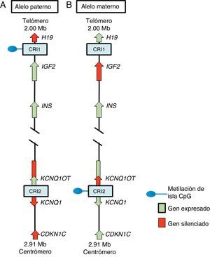 Región improntada en el cromosoma 11p15.5. (A) Cromosoma paterno y (B) cromosoma materno mostrando las diferencias en los patrones de metilación de las regiones de control de la impronta (CRI1 y CRI2) y en la expresión de los alelos de los genes H19, IGF2, KCNQ1, KCNQ1OT y CDKN1C.