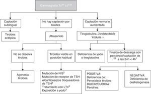 Diagnóstico etiológico de hipotiroidismo congénito primario. 1 El perclorato no está disponible en nuestro medio, pero una captación de I123 que disminuye a las 24 horas en comparación con la captación a las 4 horas orienta a dishormogénesis. 2 NIS: cotransportador de sodio/yodo. 3 TSH: hormona estimulante de la tiroides; LT4: levotiroxina. Puede existir captación baja.
