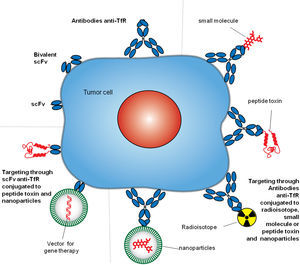 Antibody strategies to target TfR1 in malignant cells. The therapeutic approaches include monoclonal antibodies alone or combined with therapeutic agents, such as small molecules chemotherapeutic drugs, protein toxins or genes in vectors enclosed in nanocarriers. Targeting can be achieved by whole antibodies or single chain antibody fragments specific for the extracellular domain of the TfR1.