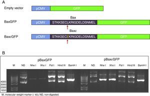 Construction of the pBaxGFP and pBax¿GFP plasmids. (A) Representative map of the construction of the BaxGFP and Bax¿GFP recombinant proteins, in which the replacement of leucine by glutamic acid at position 8 (L8E) is shown. (B) Restriction analysis of the inserted fragments in which the Nhe I, Xho I and BamH I sites that were incorporated due to the cloning of fragments encoding the Bax and Bax¿ peptides are shown.
