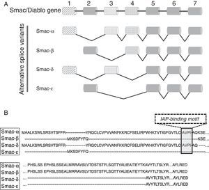 Alternative splice variants of Smac/DIABLO gene. (A) Schematic representation of the exon usage in Smac/DIABLO isoforms. (B) Differences regarding amino acids sequence of each alternative splice variant isoform from Smac/DIABLO gene. AVPI-sequence is highlighted.