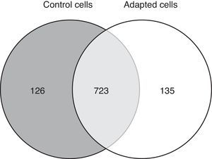 Venn diagram of valid protein identifications with and without gradual exposition of the CCRF-SB cell line to 6nM vincristine.