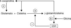 Síntesis/metabolismo del GSH (modificado de Sarra-sague, 2006)3.