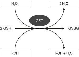 Esquema del funcionamiento GST-GSH para eliminar compuestos tóxicos (oxidados). Modificado de Shelly, 201311.
