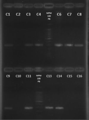 Detección del gen nucA por PCR. Electroforesis en gel de agarosa al 2%. Carriles: 1. cepa 6F; 2. cepa 67F; 3. cepa 105N; 4. cepa 106N; 5. Marcador de peso molecular 100pb; 6. cepa 139N; 7. cepa 211N; 8. cepa 217N; 9. cepa 220N; 10. cepa 527F; 11. cepa 637F, 12. Marcador de peso molecular 100pb; 13. cepa 22N; 14. S. aureus ATCC 29213; 15. S. epidermidis ATCC 35983, 16. Control de reactivos.