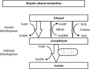 Hepatic metabolism of ethanol. (MEOS: microsomal ethanol oxidizing system).