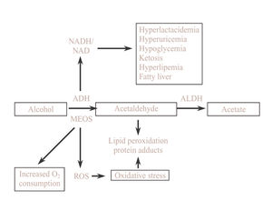 Hepatic metabolic changes associated to ethanol metabolism. (ADH: alcohol dehydrogenase; ALDH: acetaldehyde dehydrogenase; MEOS: microsomal ethanol oxidizing system; ROS: reactive oxygen species).