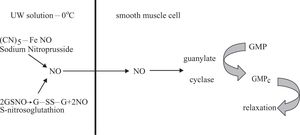 NPNa donors NO to UW solution by a nonezymatic process;12,13 meanwhile GSNO is oxidized to G-SS-G releasing NO to UW solution.29 NO can diffuse though cells citoplasmatic membranes easily. NO generated in UW solution from NPNa or GSNO enters the smooth muscle cells and activates guanylate cyclase to transform GMP to GMPC. The last compound produces relaxation.30