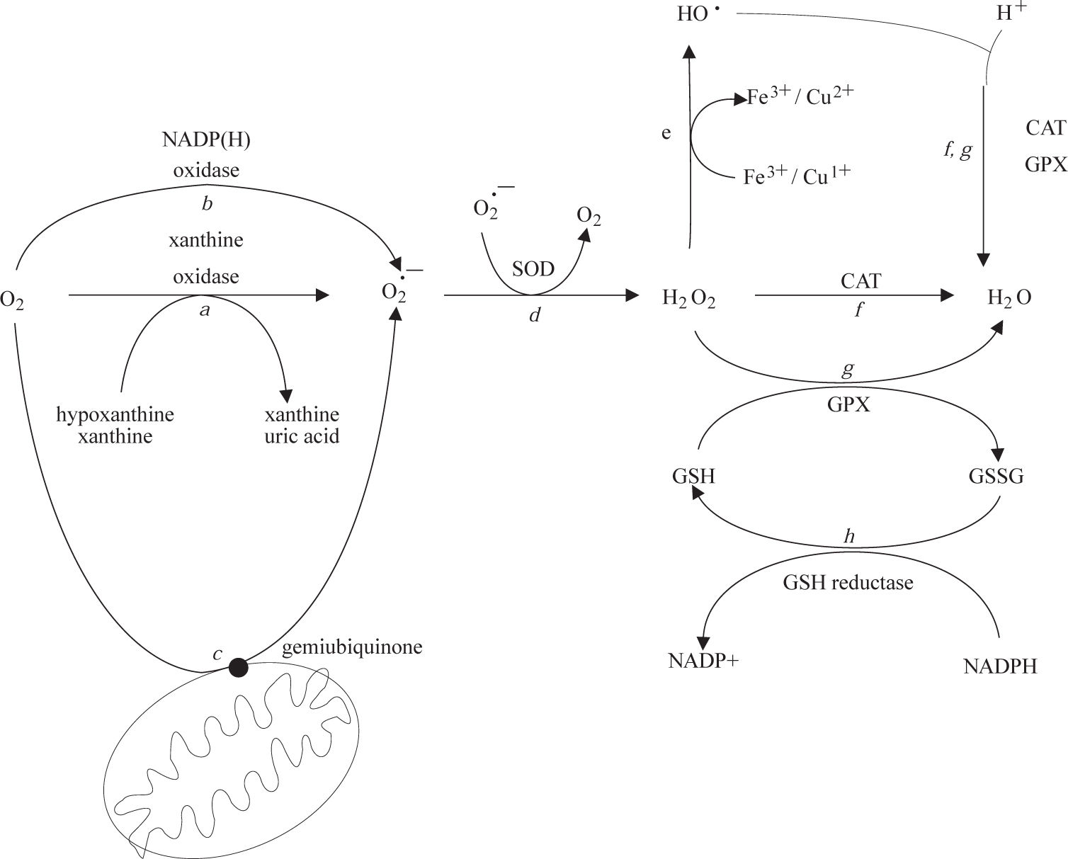 The importance of redox state in liver damage | Annals of Hepatology