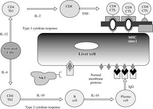 Cytokine pathways of immunocyte differentiation. The principal effector is the CD4+ T helper cell, and its differentiation depends on the counter-regulatory effects of the interleukins (IL) and tumor necrosis factor-α (TNF-α). The type 1 cytokine response promotes clonal expansion of liver infiltrating cytotoxic T lymphocytes (CD8 CTL). The type 2 cytokine response promotes the expansion of plasma cells and immunoglobulin G (IgG) production. The immunoglobulin complexes with normal membrane proteins on the hepatocyte surface, and natural killer T (NKT) cells target these complexes and cause cytolysis by an antibody-dependent cellmediated form of cyotoxicity. Type 1 and type 2 cytokine responses are counter-regulatory.
