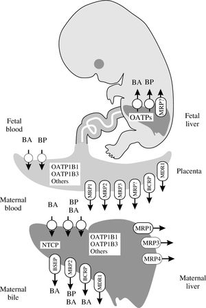 Schematic representation of the plasma membrane carriers involved in the normal uptake/secretion of bile acids (BA) and biliary pigments (BP) by adult and fetal hepatocytes and trophoblastic cells. NTCP, Na+-taurocholate-cotransporting polypeptide; OATPs, organic anion-transporting polypeptides; MDR1, multidrug resistance protein; BSEP, bile salt export pump; MRPs, multidrug-resistance associated proteins; BCRP, breast cancer resistance protein.