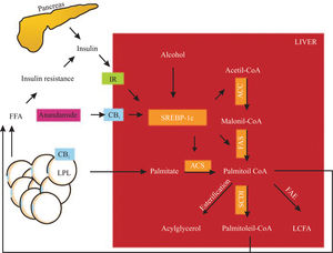 SREBP-1c proteolysis is activated by insulin, alcohol and CB1 stimulation. SREBP-1c fragments upregulate the enzymes (remarked) involved in fatty acid synthesis (palmitate as an example). CB1 also activates LPL in adipose tissue, inducing lipolysis. These mechanisms raise non-esterified fatty acid in the liver and serum, increasing insulin resistance, producing hyperinsulinemia and upregulation of SREBP-1c in a vicious circle. IR, insulin receptor; CB1, cannabinoid receptor 1, LPL, lipoprotein lipase; SREBP-1c, sterol regulatory element-binding protein, ACC, acetyl-CoA carboxylase, FAS, fatty acid synthase; ACS, acyl-CoA synthase; SCD-1, steroyl-CoA desaturase 1; FAE, fatty acid elongase; LCFA, long chain fatty acid. Hepatic fatty acid synthesis and the role of CB1 activation.