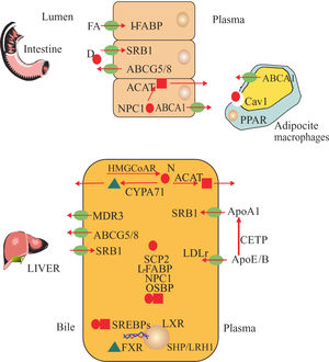 Key proteins diagram of cholesterol and salt bile metabolism. Cholesterol from diet (D) and new synthesis (N)***entity***. Cholesteryl esters ***entity***, Acid Bile***entity***, Cholesterol synthesis: 3 Hidroxy Methyl Gluta- ryl CoA Reductase (HMGCoAR) Acyl Coenzyme A Cholesterol Acyl- transferase (ACAT). Regulatory Transcriptional Factors: Sterol Regulatory Element Binding Proteins (SREBPs), Liver X Receptor (LXR), Farsenoid X Receptor (FXR), Liver Receptor Homologue (LRH1), Small Heterodimeric Partner (SHP), Peroxisome Proliferator-Activa- ted Receptor Gamma (PPARy).Transmembranal transport of cholesterol and bile constituents : Multi- Drug Resistance Transporter 3 (MDR3), ATP-Binding Cassette 1 (ABCA1), ATP-Binding Cassette, Subfamily G, Member 5 and 8 (ABCG5/8), Scavenger Receptor Class B Type I (SR-BI). Intracellular trafficking of cholesterol: Niemann- Pick C1 Like 1 (NPC1L1), Sterol Carrier Protein 2 (SCP2), Oxysterol- Binding Protein 1(OSBP1), Caveolin 1 (CAV1), Liver Faty Acid Binding Protein (L-FABP). Plasmatic Transport of cholesterol: Apolipo- protein A1 (ApoA1), Cholesterol Esters Transfer Protein (CETP), Apoliprotein B (ApoB), Apolipoprotein E (ApoE) and Bile salt biosynthesis: Cholesterol 7a Hidroxilasa (CYP7A1).