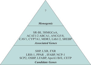 The term Monogenic, Associated and Candidate genes were used to classify the genes implicated in the development of GSD. Monogenic. Already unknown and is a unique gene that promotes by his own the development of GSD. Associated genes. Participate on regulation of the principal metabolic pathways. Alteration of several of these genes could favor the development of GSD. Candidate genes. Genes indirectly involved in several metabolic pathways which could represents a risk factor for GSD.