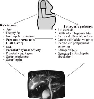 Epidemiological and physical mechanisms involved in gallbladder disease (GD) during pregnancy. The risk factors in bold indicate the most consistent evidence available.