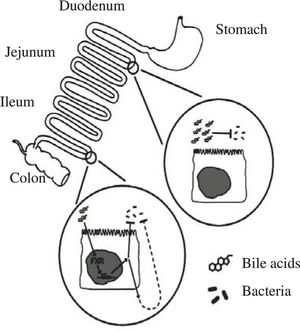 Schematic depiction of the antimicrobial effects of bile acids in the small intestinal lumen. Bile acids, possibly aided by fatty acids, have a direct antimicrobial effect on luminal bacteria. Bile acids also have an indirect effect on luminal bacteria, mediated by the nuclear receptor FXR; the mechanism of this effect has not been clarified. Taken from reference 38.