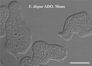 Trophozoites of Entamoeba dispar strain ADO in monoxenic culture. Cells show great pleomorphism with abundant small vacuoles. Nomarski optics. Bar = 10 μm.