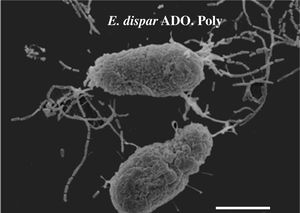 Scanning electron micrograph of trophozoites of E. dispar strain ADO in a polyxenic culture. Elongated amoebae show a rough surface with abundant associated Escherichia coli. Bar =10 μm.