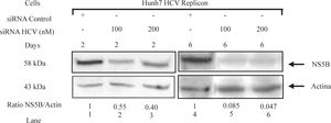 HCV NS5B protein levels in Huh7 HCV replicon cells transfected with siRNA-NS5B. 2 × 105 Huh7 HCV replicon cells were transfected with 100 nM of siRNA-NS5B (lanes 2 and 5) and 200nM of siRNA-NS5B (lanes 3 and 6) for 2 and 6 days. Cell lysates were prepared and equal amounts of protein extracts (40 μg) were subjected to immunoblot analysis to detect NS5B (top panel) and actin levels (bottom panel). The ratio of NS5B/ actin proteins from immunoblot detection was quantified with Phoretix 1D v2003.02 software.
