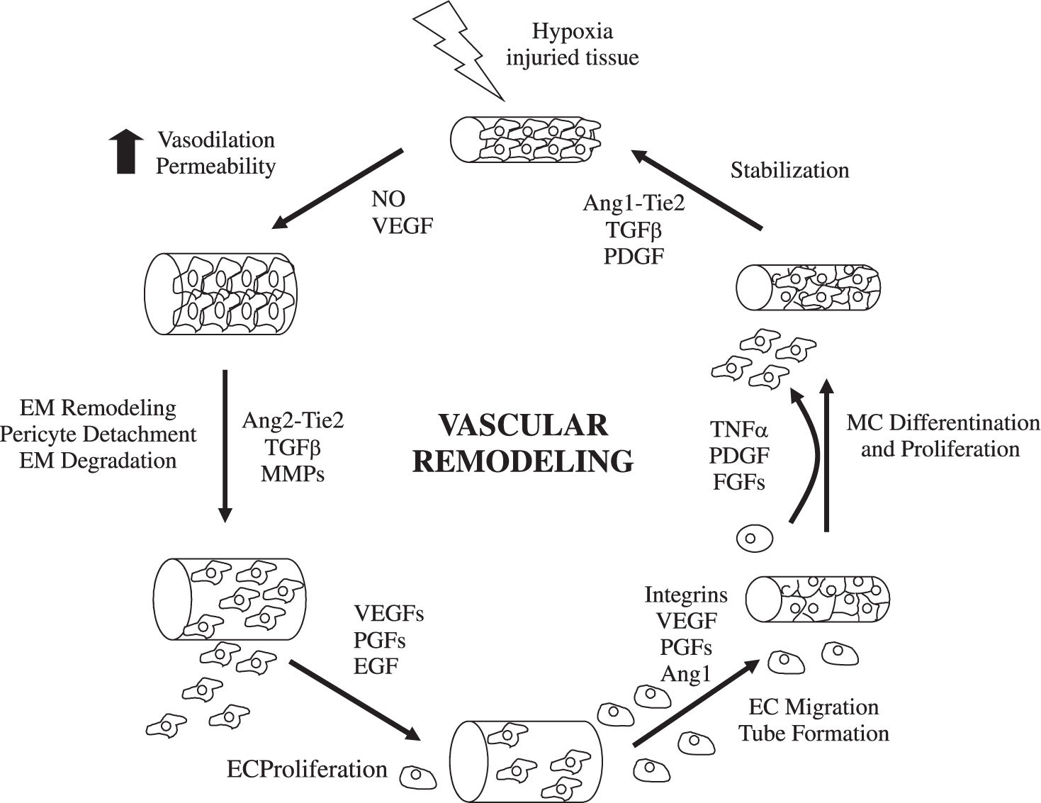 Mechanisms of angiogenesis in chronic inflammatory liver disease ...