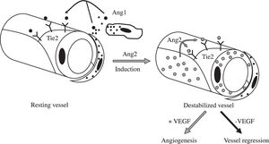 The angiopoietin-Tie2 system in vascular homeostasis and remodeling.