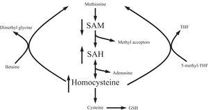 There are marked alterations in methionine metabolism in ALD. The first product of methionine metabolism, S-adenosylmethionine - SAM - is decreased whereas S-adenosylhomocysteine (SAH) and homocysteine are increased. Homocysteine can be recycled back to methionine or ultimately converted to the antioxidant glutathione. A buildup of homocysteine is thought to cause fatty liver, and a buildup of SAH sensitizes to TNF killing.