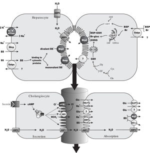 Main transport proteins and metabolic events involved in bile-flow generation and in the hepatic handling of the endogenous organic anion, bilirubin (Br) and of the model exogenous cholephilic organic anion, sulphobromophthalein (BSP). Primary, ATP-dependent transporters are depicted in dark grey. For the sake of simplicity, only rodent transporters are shown, but human orthologs have been identified for all of them (see section 2 for details). Na+-dependent uptake of bile salts (BSs) at the sinusoidal level is mediated by the Na+-taurocholate cotransporting polypeptide (Ntcp), driven by the Na+ gradient generated by Na+/K+-ATPase. BSs are also taken up in a Na+-independent manner by the organic anion-transporting polypeptide (Oatp) family of transporters, which transport a wide range of solutes, including endogenous and exogenous organic anions, such as unconjugated Br and BSP. After traversing the cell bound to cytosolic protein, taurine or glycine-conjugated, monovalent BSs are excreted at the canalicular pole by the bile salt export pump (Bsep). Sulfated or glucuronidated, divalent BSs are instead transported by the multidrug resistance-associated protein 2 (Mrp2). Following their Oatp-mediated uptake, Br is conjugated with uridine diphosphate (UDP)-glucuronic acid (UDPGA) by the endoplasmic-reticulum enzyme, UDP-glucuronosyltransferase (UDPGT), to form Br mono/di-glucuronides (Br-gluc), which are excreted by Mrp2. BSP is conjugated with reduced glutathione (GSH) by the cytosolic enzyme, glutathione 5-transferase, to form the glutathione-conjugated parent compound BSP-GSH, which can be also excreted by Mrp2. GSH available for biliary excretion is provided by de novo synthesis. GSH biosynthesis comprises a two-step reaction catalyzed by the enzymes, γ-glutamyl-cysteinyl synthetase (γ-GCS) and GSH synthetase (GS). γ-GCS catalyzes the formation of L-γ-glutamyl-cysteine (γ- GC) from L-glutamate (Glu) and L-cysteine (Cys), whereas GS catalyzes GSH synthesis by further incorporation of L-glycine (Gly). GSH is excreted with high affinity by an as yet unidentified high-affinity canalicular GSH transporter, whereas its oxidized form, GSSG, is excreted with high affinity by Mrp2. Some cross-transport may however exist, particularly when any of these transporters is saturated (not shown). Both BSs and GSH/GSSG can act as primary driven force for osmotic bile formation, by promoting water movements via AQP9 and AQP8, localized at the sinusoidal and canalicular membrane domains, respectively. Canalicular bile flow is further modified during its transit along the bile ducts by both secretory and absorptive processes. Ductular fluid secretion is driven by the secretin-regulated, cAMP-dependent output of a HCO3--rich fluid facilitated by the anion exchanger 2 (Ae2). Exchange is driven by the out-to-in Cl--concentration gradient created by the ATP-dependent, secretin-activated channel, cystic fibrosis transmembrane regulator (CFTR). Blood-to-bile water movement is facilitated by constitutive AQP4 in the basolateral membrane, and secretin-stimulated AQP1 in the apical membrane. Absorption is driven by the osmotic gradients created by Glu (through unidentified transporters), glucose (Glc; transported by SGLT1 and GLUT1 at the apical and basolateral domains, respectively) and BSs (taken up by the apical Na+-dependent bile salt transporter, Asbt, followed by basolateral extrusion via the multidrug resistance-associated protein 3, Mrp3, and the heterodimeric organic solute transporter, Ostα-Osβ).